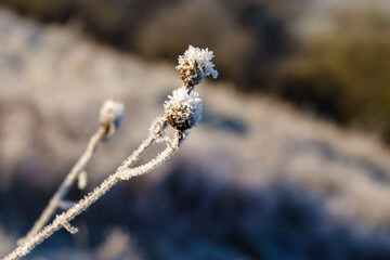 frost wildflowers with a blurred wintry background