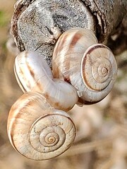Snails on a tree trunk, close-up.