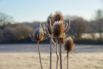 frost on prickly egg shaped head of teasel flowers winter weather