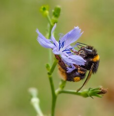 Bumblebees at Work: Scientific Macrophotography of Pollination in European Habitats
