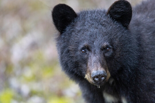 Black bear portrait - Powered by Adobe