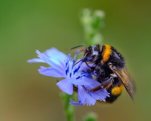 Bumblebees at Work: Scientific Macrophotography of Pollination in European Habitats