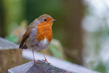 Robin red breast Erithacus rubecula perched on a wooden fence post with a blurred background