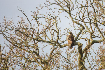 the common buzzard a medium to large bird of prey perched in a tree