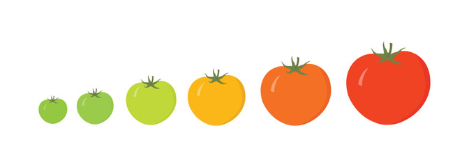 Colourful Tomatoes Vector – Red, Green, and Yellow Whole Tomatoes Showing Ripening Stages Illustration
