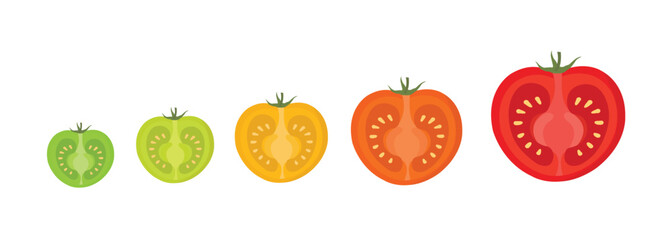 Red and Yellow Tomatoes Half-Cut Vector – Fresh Vegetable Illustration for Culinary and Healthy Food Design