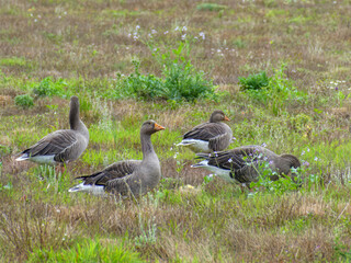 greylag geese a large goose native to the United Kingdom and Europe