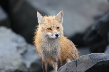 Red Fox