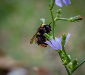 Natural Symmetries: High-Definition Macro Interactions Between Bumblebees and Flowers