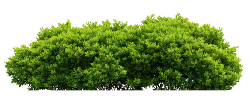 Lush green shrubbery