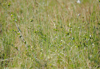 Bright arctic meadow close up, pastel color vegetation with betula nana