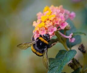 Pollinating Microcosm: A Visual Exploration of Biodiversity Through Bumblebees