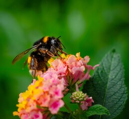 Bumblebees and Botanical Beauty: A Photographic Study Between Science and Art