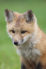 Red Fox