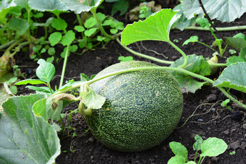 Ripe Cantaloupe Melon Growing in Garden