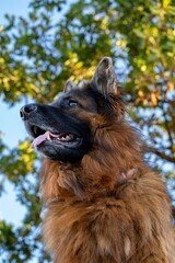 Fluffy German Shepherd against blue sky
