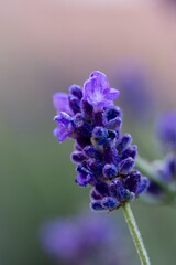 Obraz premium Close-up of a vibrant purple lavender flower.