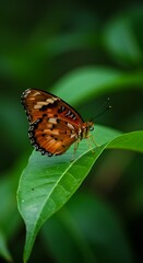 Obraz premium Rustic Jewel: Butterfly on Emerald Leaf