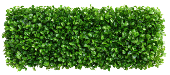 Dense green foliage wall