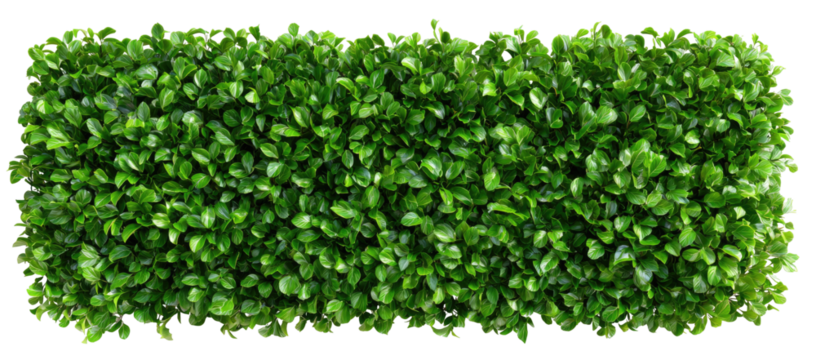 Dense green foliage wall