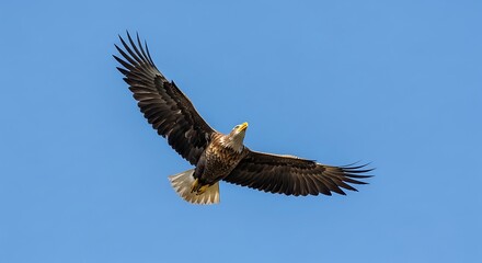 Obraz premium Majestic eagle soaring through the clear blue sky with outstretched wings.