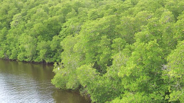 Mangrove forests on northwest coast of Borneo Island. Rhizophora lamarckii (Rhizophora apiculata-Rhizophora stylosa) with characteristic aerial support roots prevails in number. Natuna sea