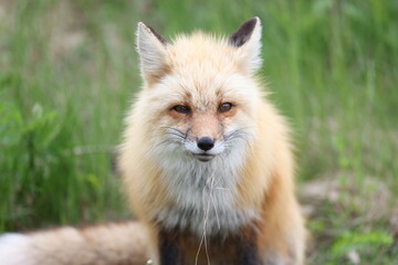 Red fox portrait 