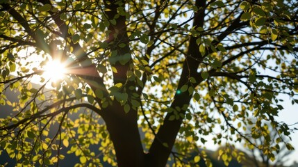 Obraz premium Sunlight Filtering Through Lush Green Leaves of a Tree