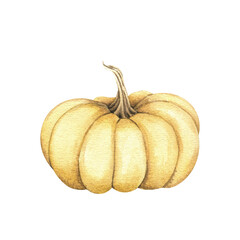 Watercolor yellow pumpkin drawing, autumn vegetable sketch. Hand drawn illustration isolated on white background. Fall print, thanksgiving decoration, Halloween design element, card, poster.