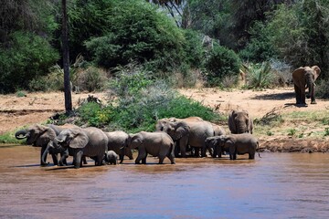 Herd of thirsty African elephants at a riverbank at the Samburu national park in Kenya