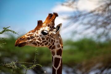 Giraffe portrait in the Savannah of the Samburu national park in Kenya