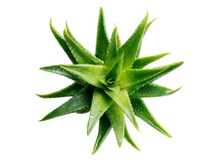 Lush green aloe vera plant glistening with water droplets succulent, Isolated On Png Transparent Background