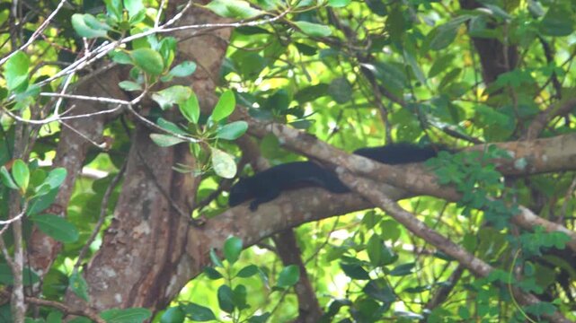 Layardi squirrel (Funambulus layardi) black morph sleeps carefree on a horizontal tree trunk in a tropical forest. Borneo