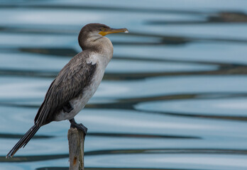 Cormorán