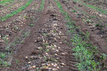 Freshly harvested onion field with rows of bulbs on soil in countryside, rural agriculture and organic farming landscape