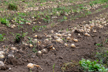 Freshly harvested onion field with rows of bulbs on soil in countryside, rural agriculture and organic farming landscape