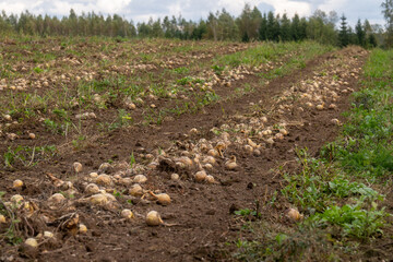 Freshly harvested onion field with rows of bulbs on soil in countryside, rural agriculture and organic farming landscape