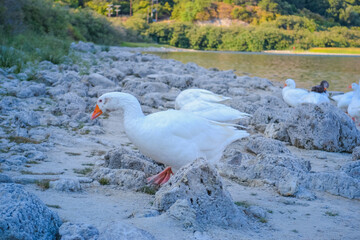 geese on the shore of Lake Kournas with mountains and blue water