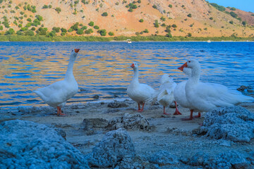 Obraz premium geese on the shore of Lake Kournas with mountains and blue water