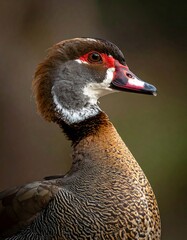 Close-up profile of a colorful duck