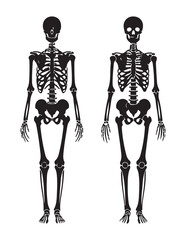 Comparative anatomical illustration of male and female human skeletons standing side by side on a white background.