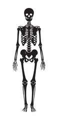 A full-body illustration of a human skeleton in black against a white background, showcasing the skeletal structure.