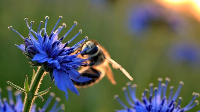 Bee on blue flower. Close up of a bee pollinating a flower in nature. Vibrant ecology of blue insect in the sunlight. A bee resting on a blue blossom lifestyle.