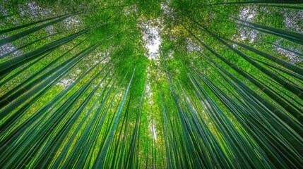 A Serene Bamboo Forest: Tranquility and Nature's Embrace