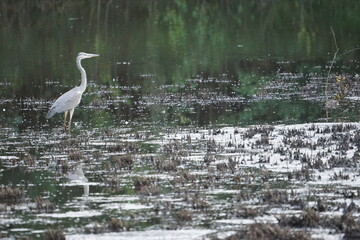 Czapla siwa (Ardea cinerea) – gatunek dużego ptaka wodnego z rodziny czaplowatych (Ardeidae). Zasiedla Europę, Azję i Afrykę. W Polsce średnio liczny ptak lęgowy, częściowo osiadły.