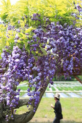 藤棚の下で楽しむ