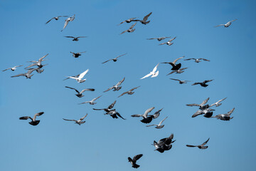 Schwarm von wilden Stadttauben am blauen Himmel
