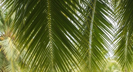 Fototapeta premium Vibrant Green Palm Fronds Close Up.