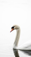 Elegant mute swan with a curved neck gracefully gliding on calm waters, creating gentle ripples and a serene reflection, illuminated by soft, diffused light.