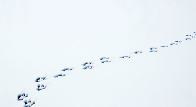 Rabbit tracks in the snow lead across a vast field of untouched white, creating a mesmerizing pattern that captures the essence of winter's quiet beauty .